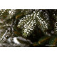 GreenTerra Квебек 1.8 м