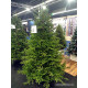 GreenTerra Вилтони 1.8 м